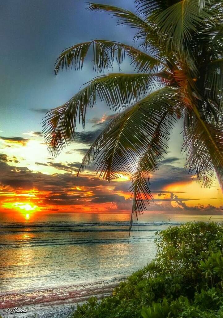 sunset, horizon over water, sea, water, palm tree, scenics, sky, tranquility, tranquil scene, beauty in nature, tree, beach, sun, nature, orange color, idyllic, shore, growth, sunlight, cloud - sky