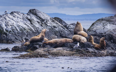 Sheep relaxing on rock by sea against sky