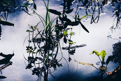 Plants growing in water