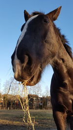 Low angle view of horse standing on field against blue sky