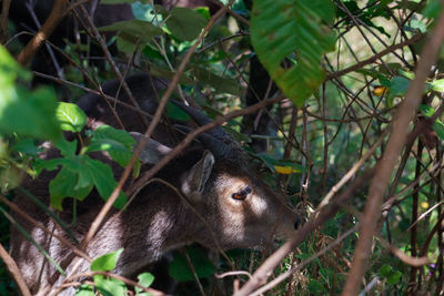 Close-up of a reptile in a forest