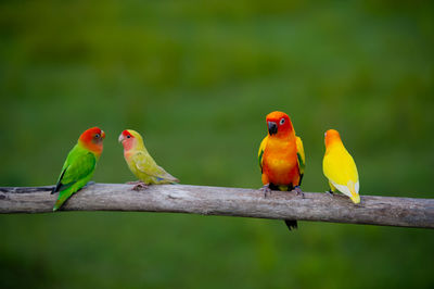 View of parrot perching on branch