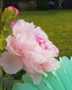 Close-up of pink flowers