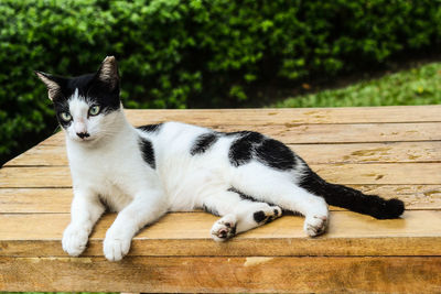 Close-up portrait of cat