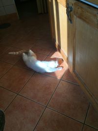 High angle view of cat on floor at home