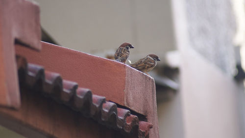 Close-up of bird perching outdoors