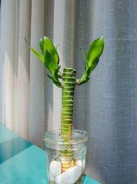 Close-up of green leaves on table against wall