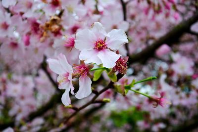 Pink flowers blooming on tree
