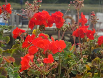 Close-up of red flowering plants