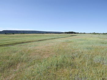 Scenic view of field against clear sky