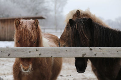 Horses in ranch