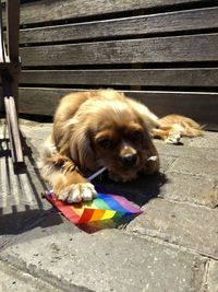 Portrait of puppy relaxing on footpath