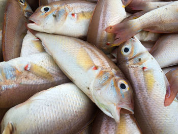 Full frame shot of fish at market stall