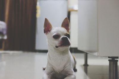 Close-up of a dog sitting at home