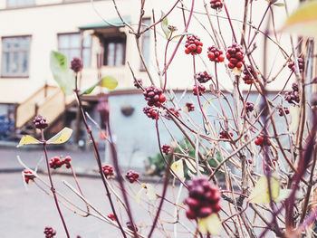 plant