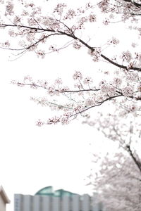 Low angle view of flowers against sky