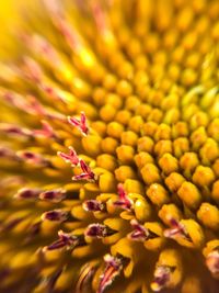 Extreme close up of yellow flower