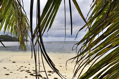 Palm trees on beach against sky