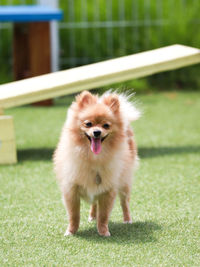 Portrait of dog on grass
