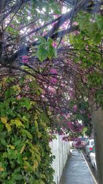 Close-up of plants against trees