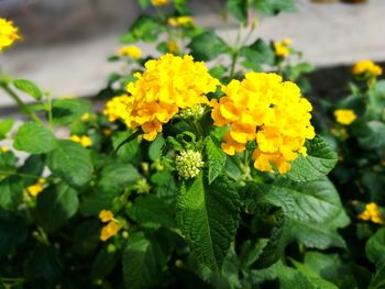 Close-up of yellow flowering plant