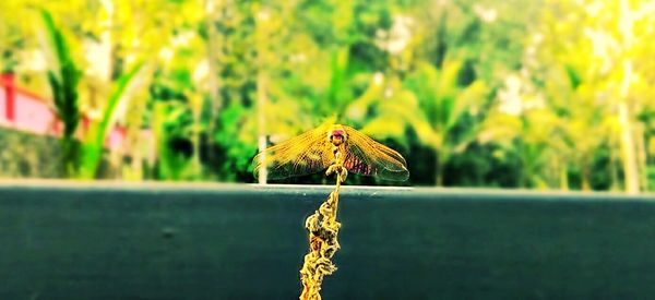 Close-up of insect on flower