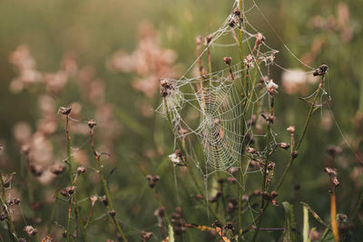 Close-up of spider web on plant