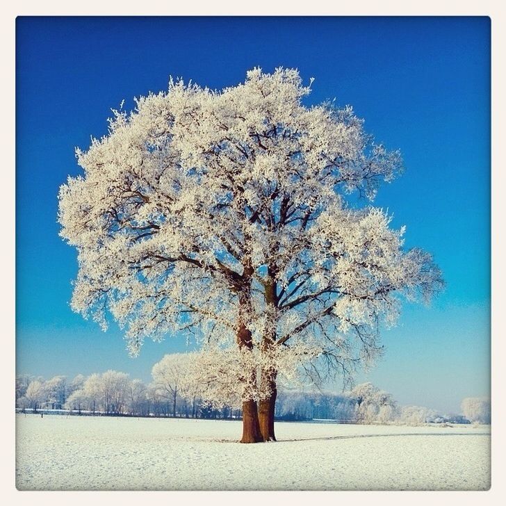 snow, winter, cold temperature, tree, season, blue, tranquility, tranquil scene, beauty in nature, landscape, nature, bare tree, scenics, clear sky, field, transfer print, branch, covering, sky, weather