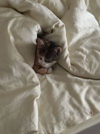 High angle view of cat lying on bed