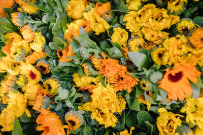 Close-up of fresh yellow flowers on plant for sale