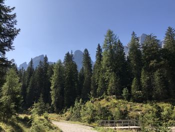 Scenic view of pine trees against sky