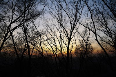 Low angle view of silhouette bare trees against sky at sunset