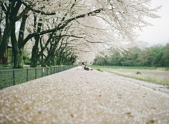 Woman sitting by flowering tree on footpath at park
