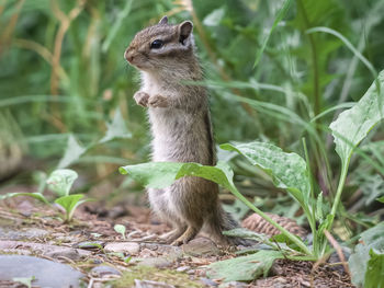 Close-up of squirrel on tree