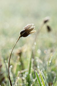 Close-up of flowering plant on land