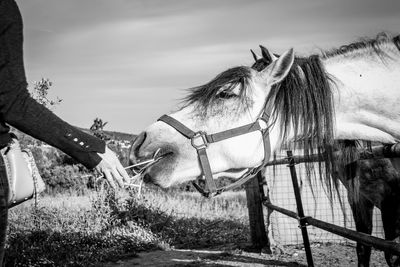 Feeding a horse