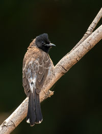 Close-up of bird perching on branch