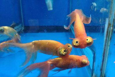 View of fish swimming in sea