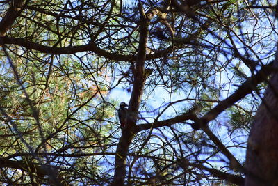 Low angle view of trees in forest against sky