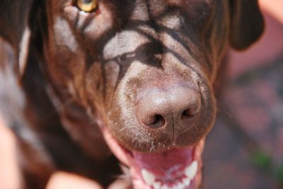 Close-up of a dog