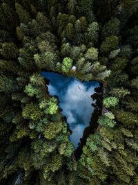 Aerial view of lake and trees in forest