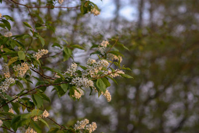 Close-up of cherry blossoms in spring