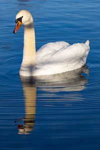 Swan swimming in lake