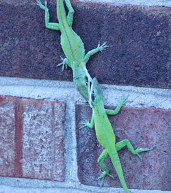 Close-up of a lizard on wall