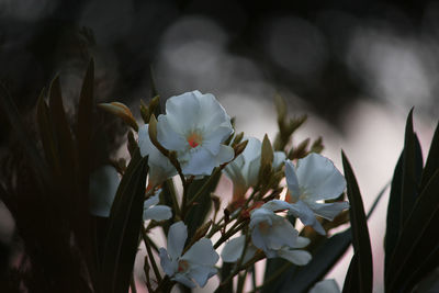 Close-up of white flowering plant