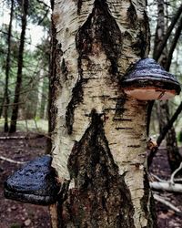 Close-up of mushroom growing on tree trunk