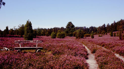 View of trees on landscape against sky