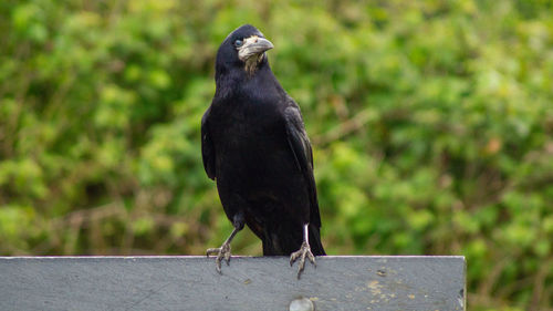 Large black raven crow rook bird close up low angle view 