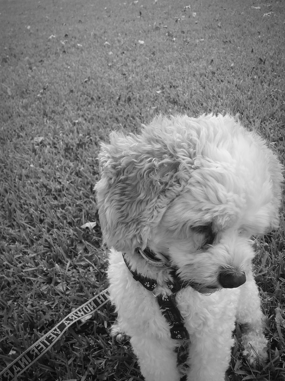 dog, domestic animals, pets, animal themes, mammal, one animal, high angle view, field, grass, white color, animal hair, looking at camera, day, outdoors, portrait, no people, canine, puppy, sunlight, close-up