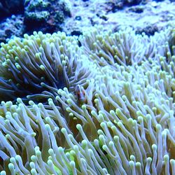 Close-up of coral underwater